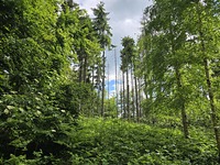 Usputna slika, Babička Gora photo