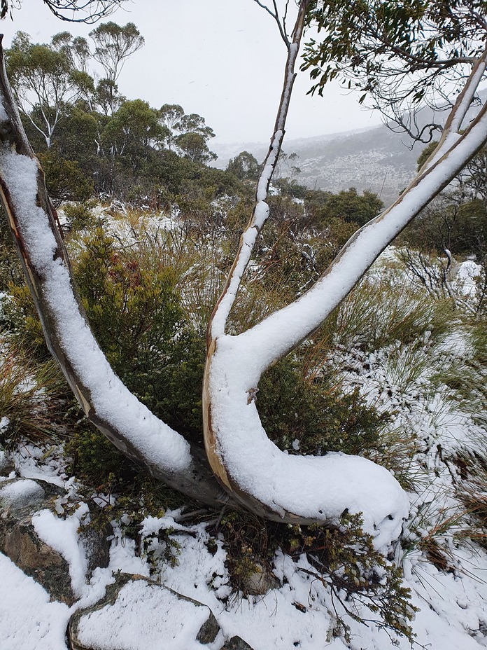 White cover, Cradle Mountain