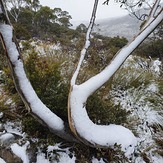 White cover, Cradle Mountain