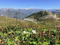 View of Mont Blanc, La Plagne Bike Park photo