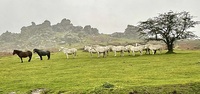 Dartmoor, Hound Tor photo