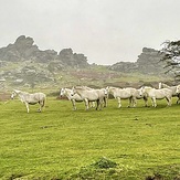 Dartmoor, Hound Tor