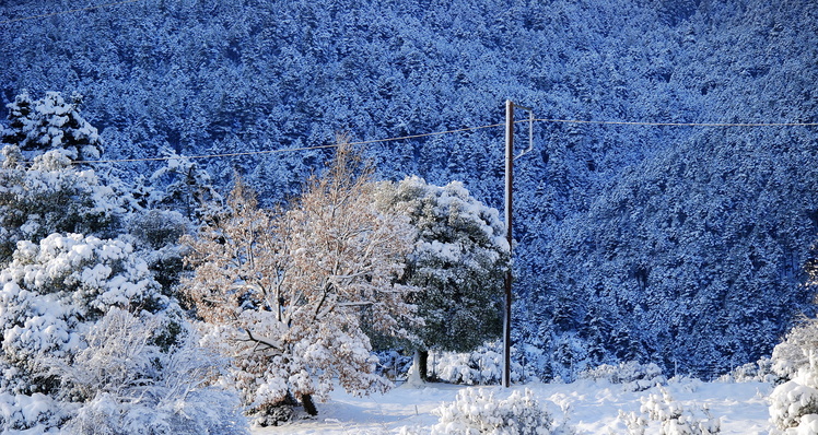 TSAPOURNIA forest, Erymanthos