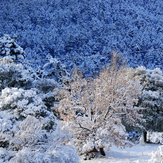 TSAPOURNIA forest, Erymanthos