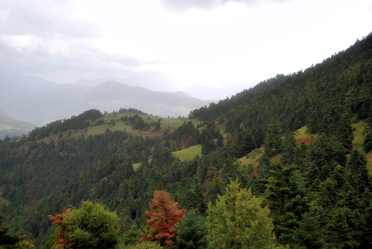 Erymanthos forest