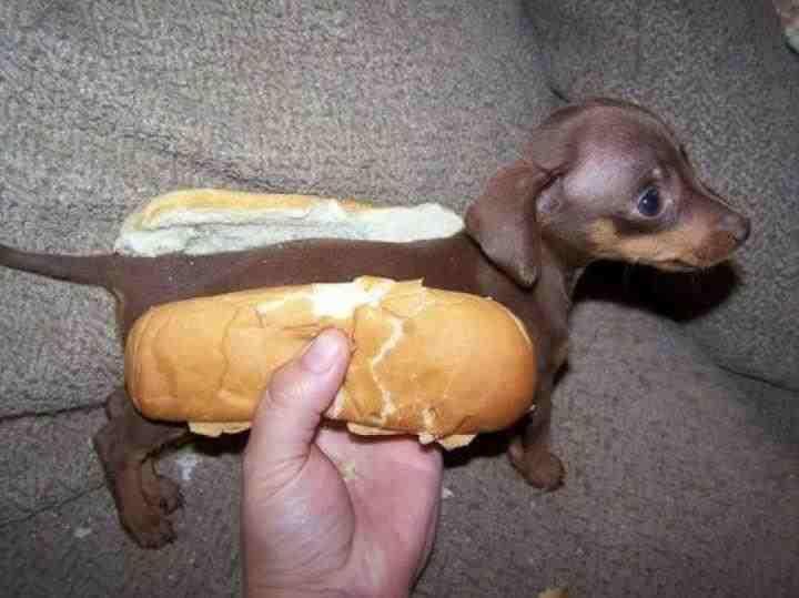 hot dog, Hermannskogel