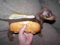 hot dog, Hermannskogel photo