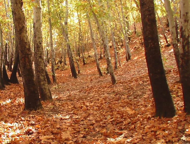 Ghalat forest in autumn