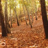 Ghalat forest in autumn