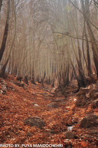 Ghalat forest in autumn