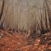 Ghalat forest in autumn