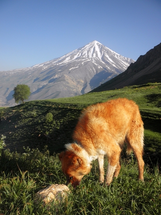 Ali Saeidi NeghabeKoohestaN, Damavand (دماوند)