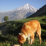 Ali Saeidi NeghabeKoohestaN, Damavand (دماوند)