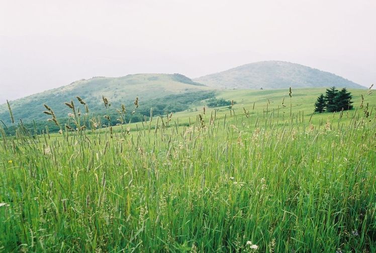 Whitetop Mountain weather