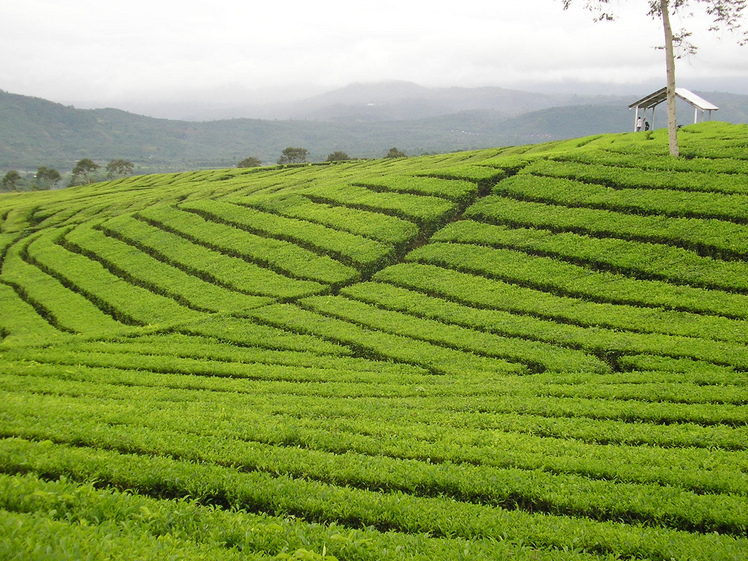 Mount Dempo