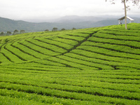 Mount Dempo photo