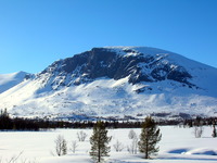 Skogshorn photo