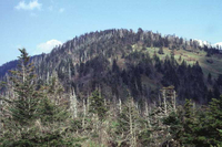 Clingman's Dome photo