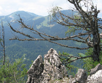 Rožca photo