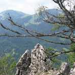 Rožca