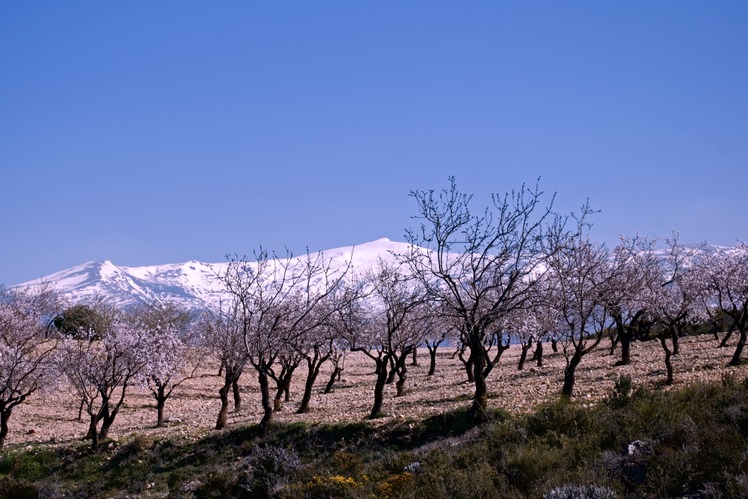 Caballo