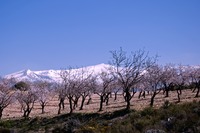 Caballo photo