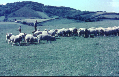 Lewesdon Hill