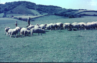 Lewesdon Hill photo