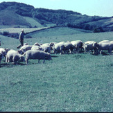 Lewesdon Hill