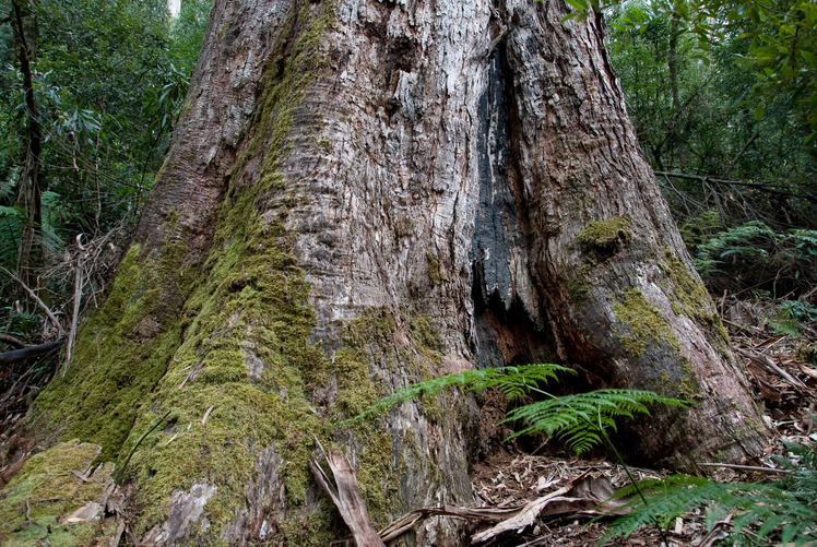 Brown Mountain forest