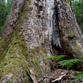 Brown Mountain forest