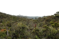 Mount Murud Sarawak photo