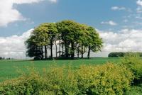 Bishop Wilton Wold photo