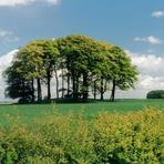 Bishop Wilton Wold