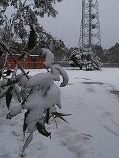 Mount Trickett (New South Wales) photo