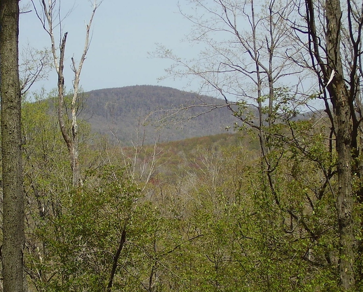 Schaefer Head