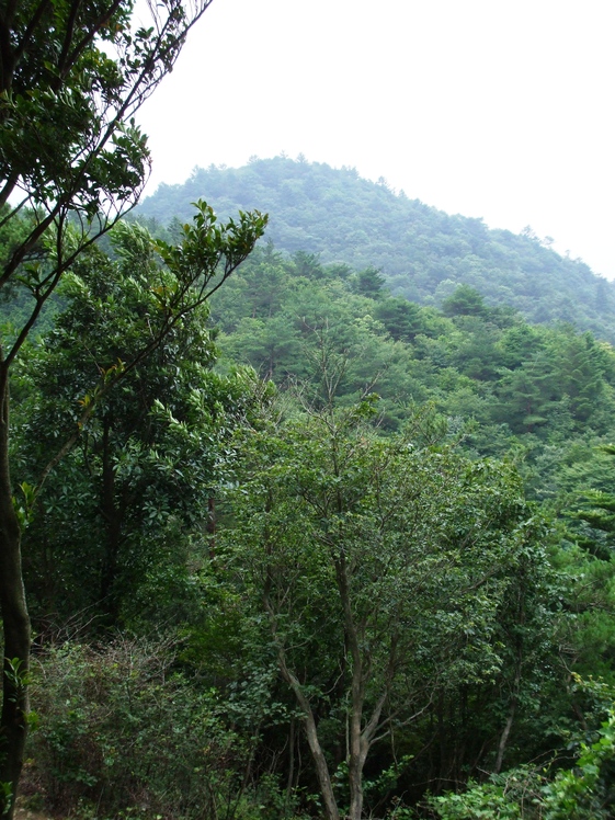 Mount Matsuo