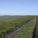 Gisborough Moor