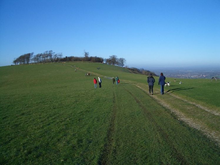 Chanctonbury Ring