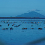 Amak Volcano