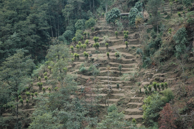 Cardamom Hills