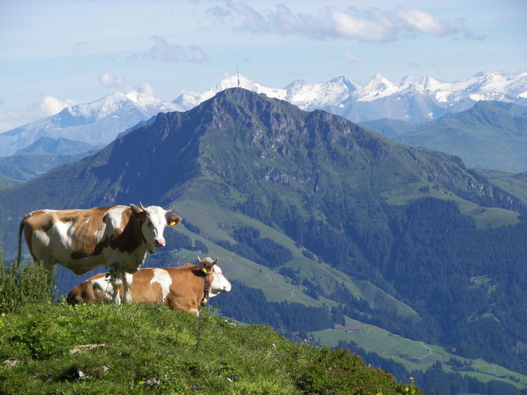 Kitzbüheler Horn weather