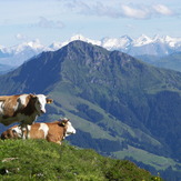 Kitzbüheler Horn