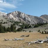 Mount Moriah (Nevada)