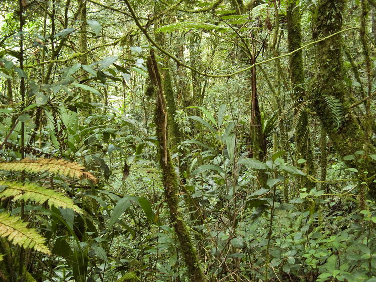 Mount Batu Brinchang