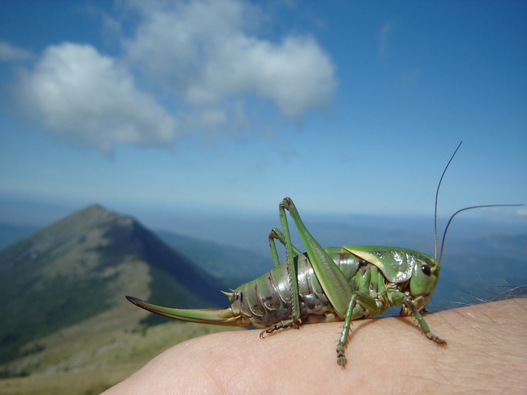 Grasshopper, Trem - Suva planina