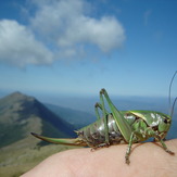 Grasshopper, Trem - Suva planina