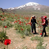 Ali  Saeidi  NeghabeKoohestaN, Damavand (دماوند)