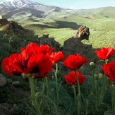 Ali Saeidi NeghabeKoohestaN, Damavand (دماوند)