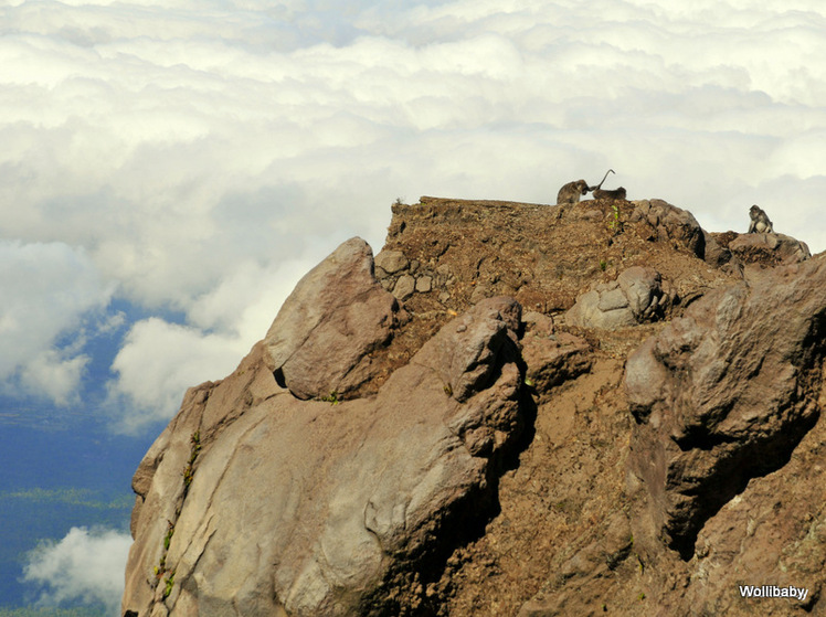 Macaques on Agung, Mount Agung